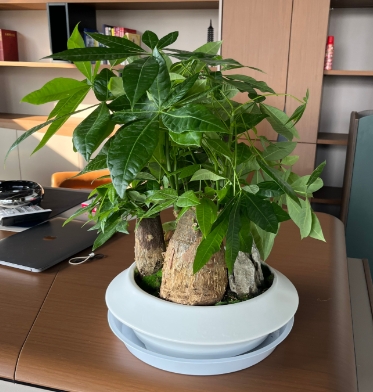 办公室绿植租摆