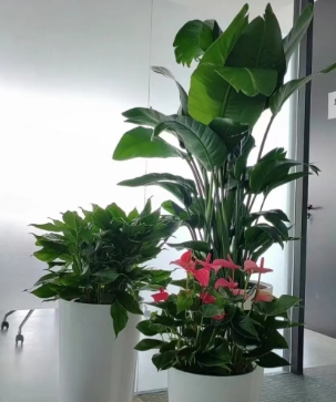 办公室绿植租摆