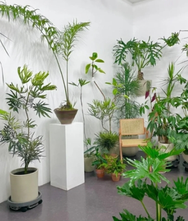 南京绿植免费送货上门