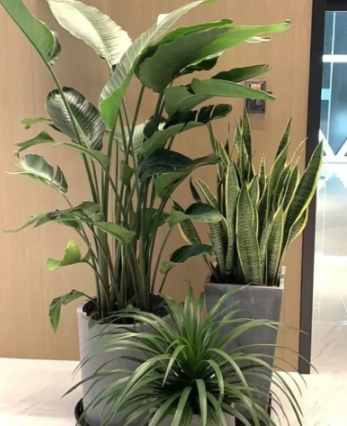 南京鲜花绿植店