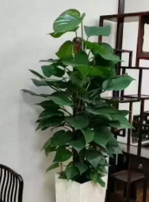 南京鲜花绿植店