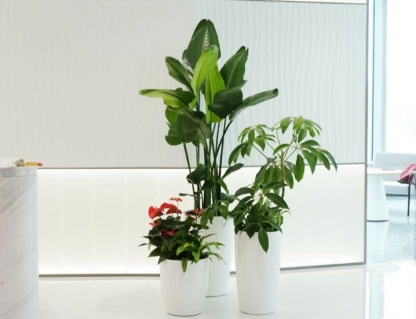 办公室绿植租摆