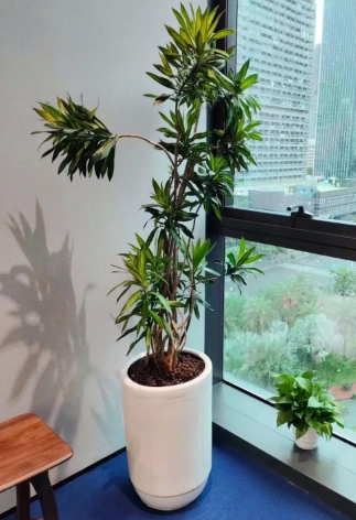 绿植租摆